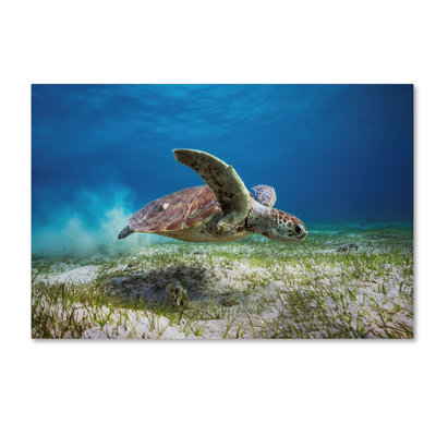 Wrapped Canvas Wall Art - Barathieu Gabriel 'Take Off' Wall Art for Living Room, Bedroom, or Office Décor - 22x32