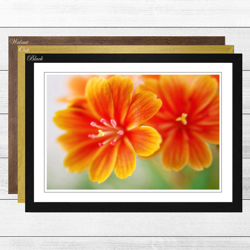 Orange Flowers Framed Photograph - Framed Print, Black