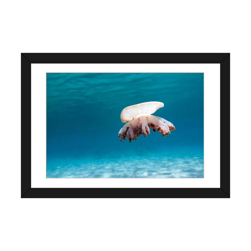 « envers jellyfish », reproduction de photo sur toile, H 16 po x l 24 po x P 1 po, Papier d'art encadré noir, Blanc