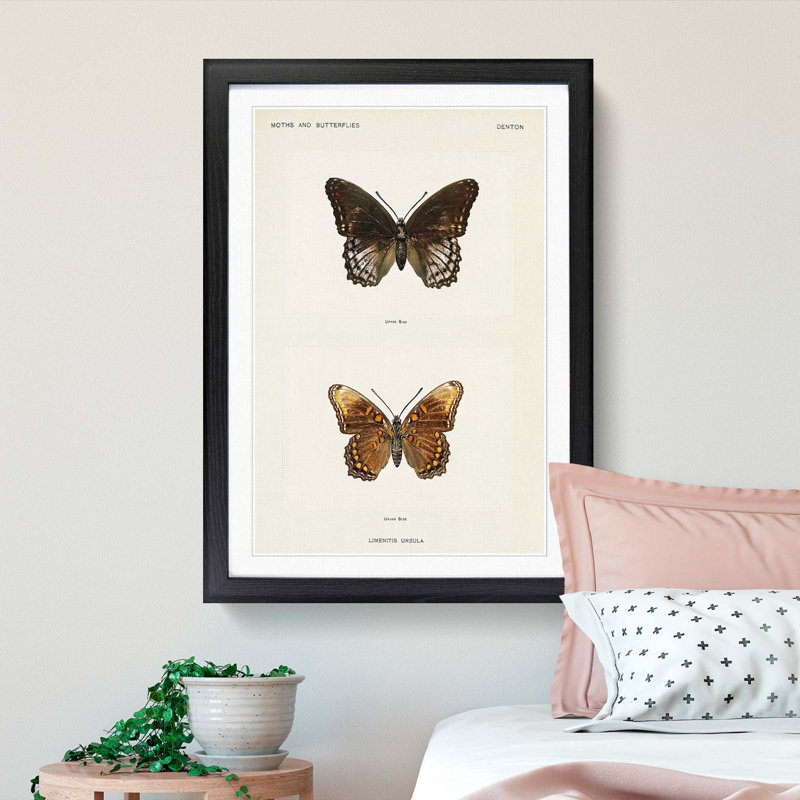 Limenitis Arthemis Butterfly by S.F. Denton - Picture Frame Painting Print, 48cm H x 36cm W x 2cm D, Black Framed