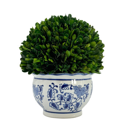 Preserved Arrangement in Pot