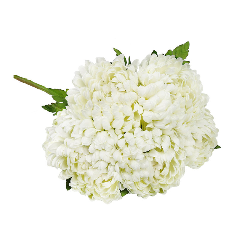 Chrysanthème buisson, Blanc crème
