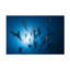 Barathieu Gabriel Hammerhead Shark - photographie sous-marine, art sur toile-308251852