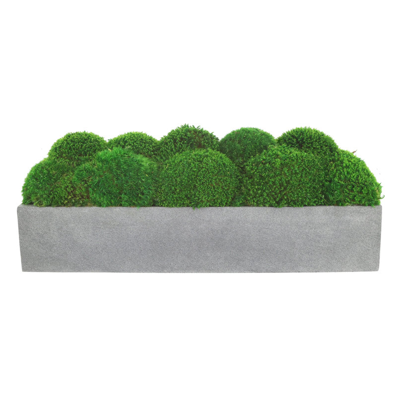 Nature's Nostalgia Moss Plant in Fiberstone Planter, Gray, 8'' H x 19'' W x 8'' D