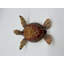Tortue