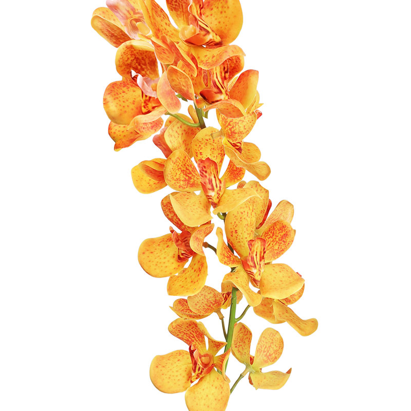 Tiges d'orchidées, Orange