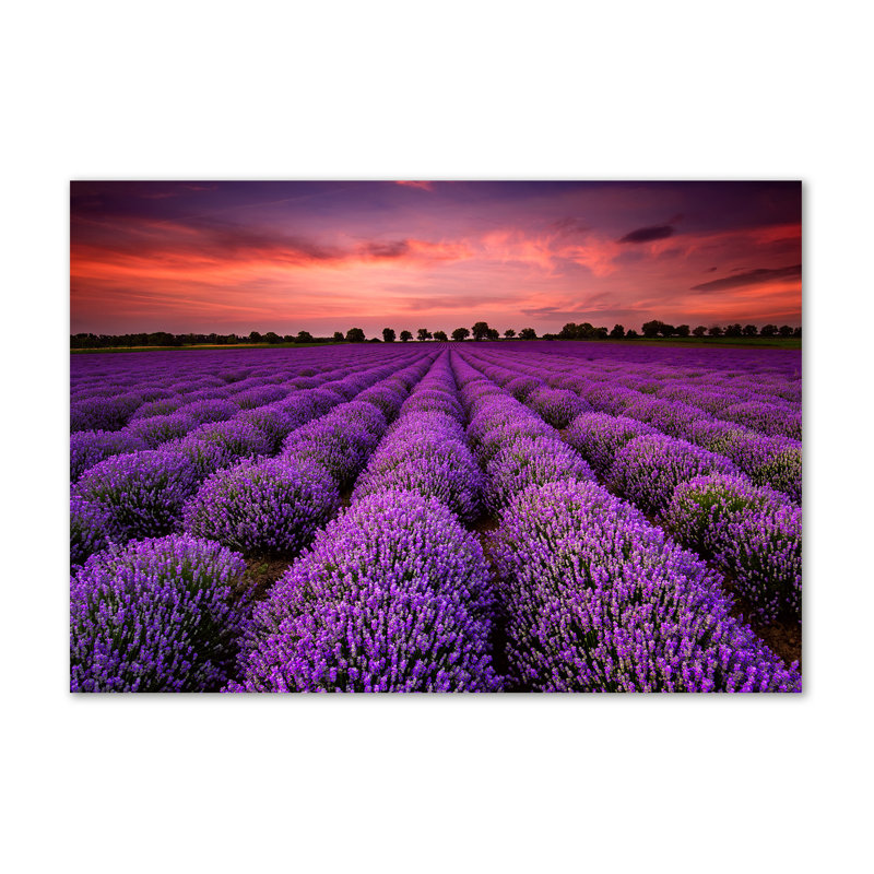 Lavender Fields Landscape - Wrapped Canvas Print, 70 cm H x 100 cm W, Canvas