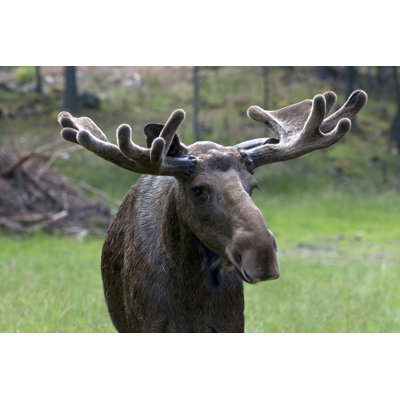 " Big Moose " by Falun