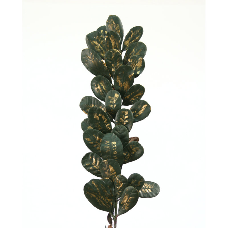 Branche de feuille de laurel
