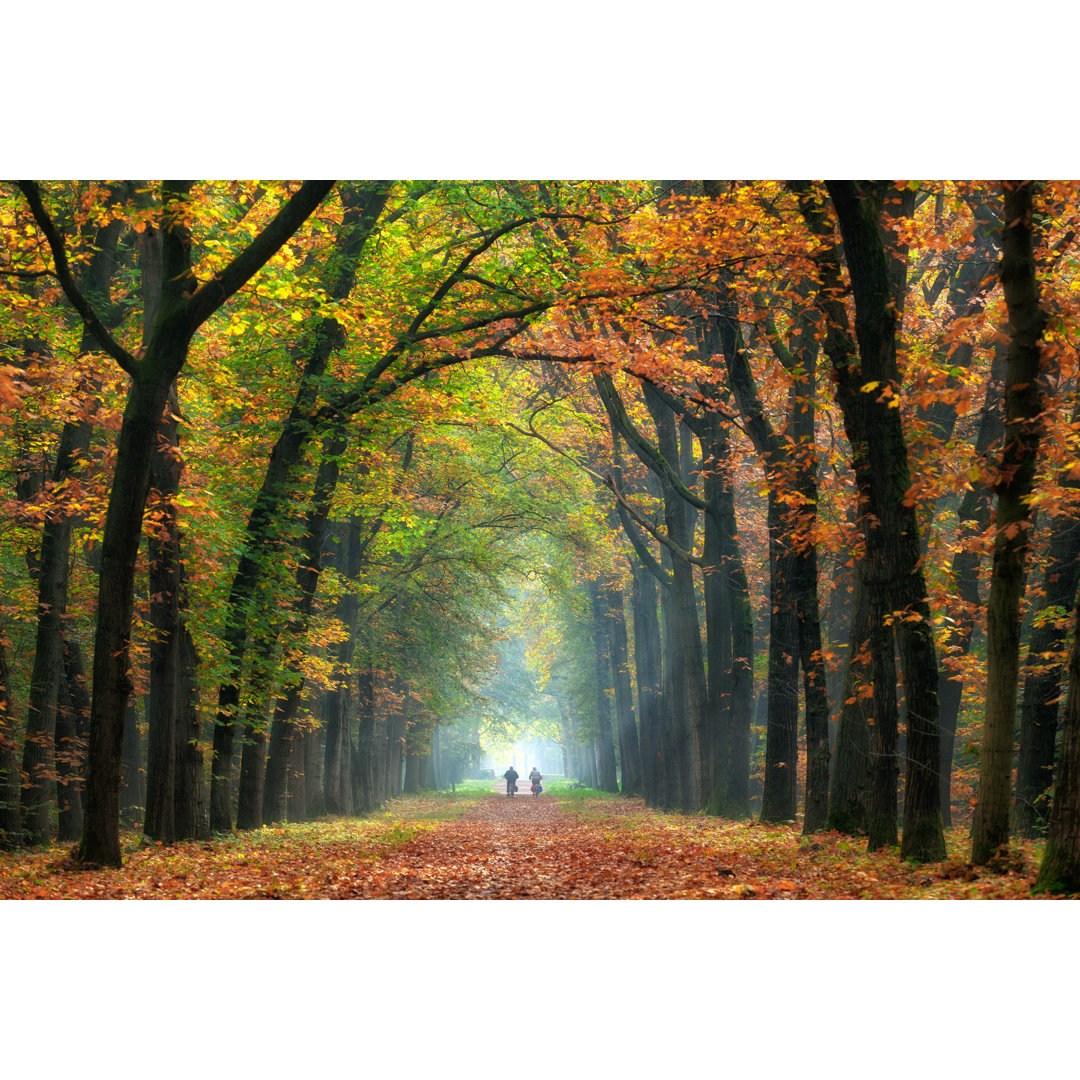 Majestätische Herbstlaubbäume