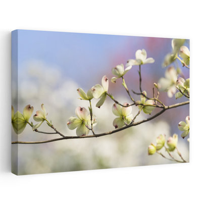 Close-Up Of Flowering Dogwood Flowers On Branches, Atlanta, Georgia, Usa Contemporary Flower Wall Art