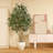 8ft Artificial Ficus Tree with 18in White Planter, Tall Faux Ficus Tree for Indoor, Home Decor