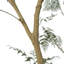 Faux neem-1319468629