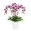 Orchids Arranged in Fiberstone Planter-427188119