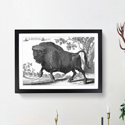 Buffalo by Thomas Astley - Picture Frame Art Print