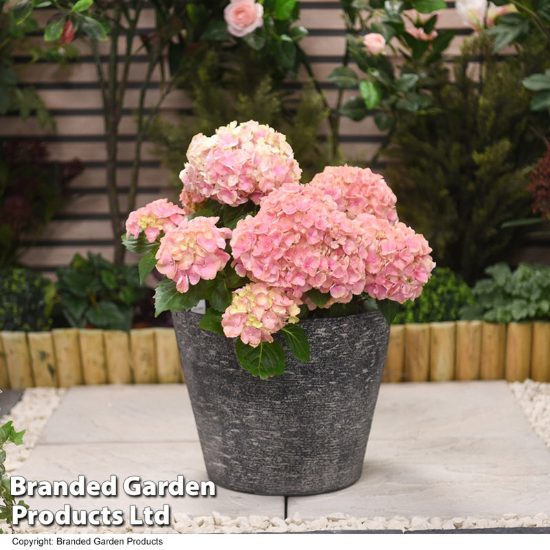 Pernelle Pot Planter