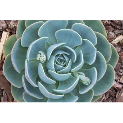 Closeup Echeveria Succulent - Wrapped Canvas Print