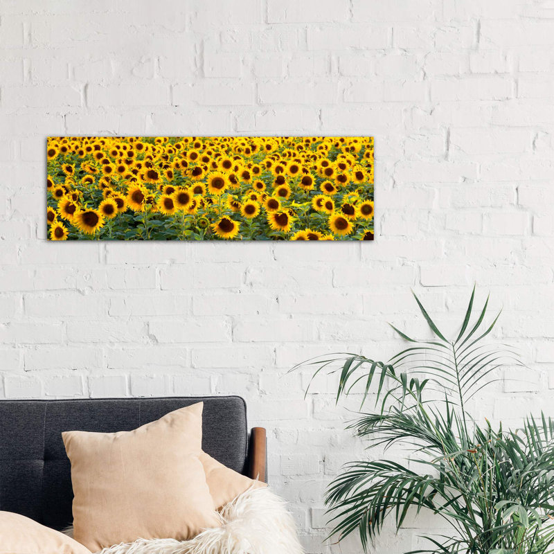 Sunflowers (helianthus Annuus) In A Field, Bouches-Du-Rhone, Provence, France by Panoramic Images - Wrapped Canvas Panoramic Print