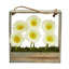 Marguerite dans un panier Gerber August Grove®-24745615