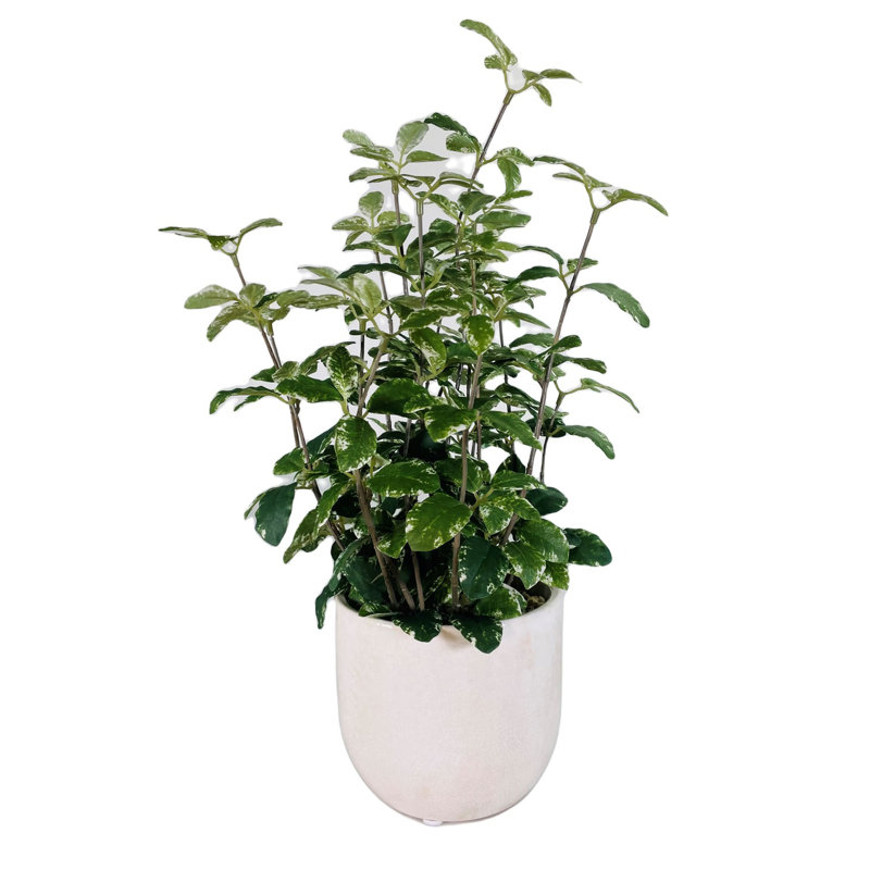 16.5'' Faux Foliage Plant in Ceramic Freestanding