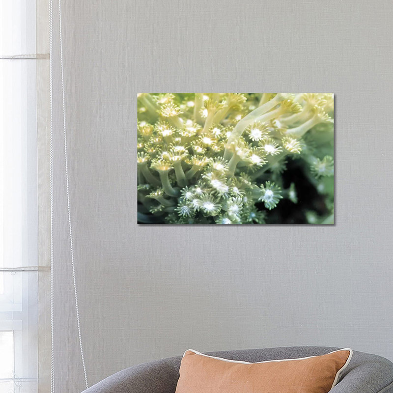 Goniopora Green Coral - Wrapped Canvas Print, 101.6 cm H x 66.04 cm W x 3.175 cm D