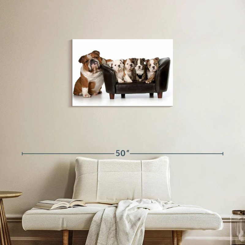 Bulldogs anglais Brampt, H 20 po x l 30 po