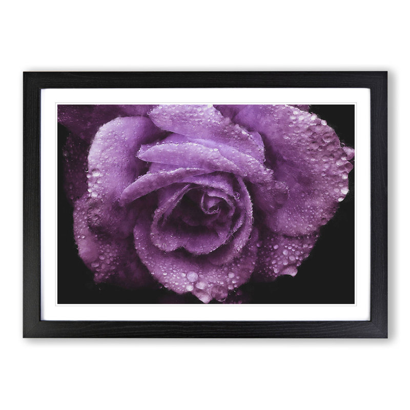 Purple Rose Flower Vol.1 - Framed Print, 48cm H x 65cm W x 2cm D, Black Framed