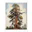 Clauda - Horloge murale arbre séquoia-686772357