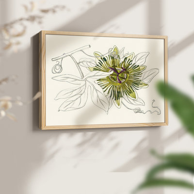 Passiflore IV - reproduction encadrée