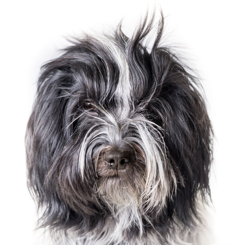 Schapendoes Dog by LottaVess - Wrapped Canvas Print, 91cm H x 91cm W