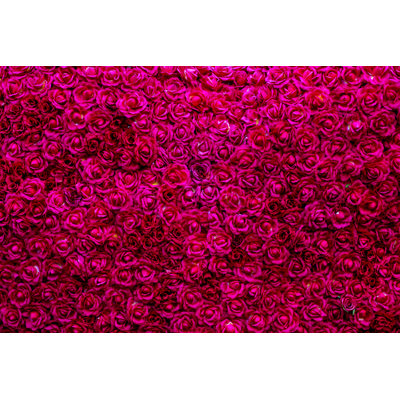 «Natural Red Roses» par Ookawa - photographie sur toile tendue