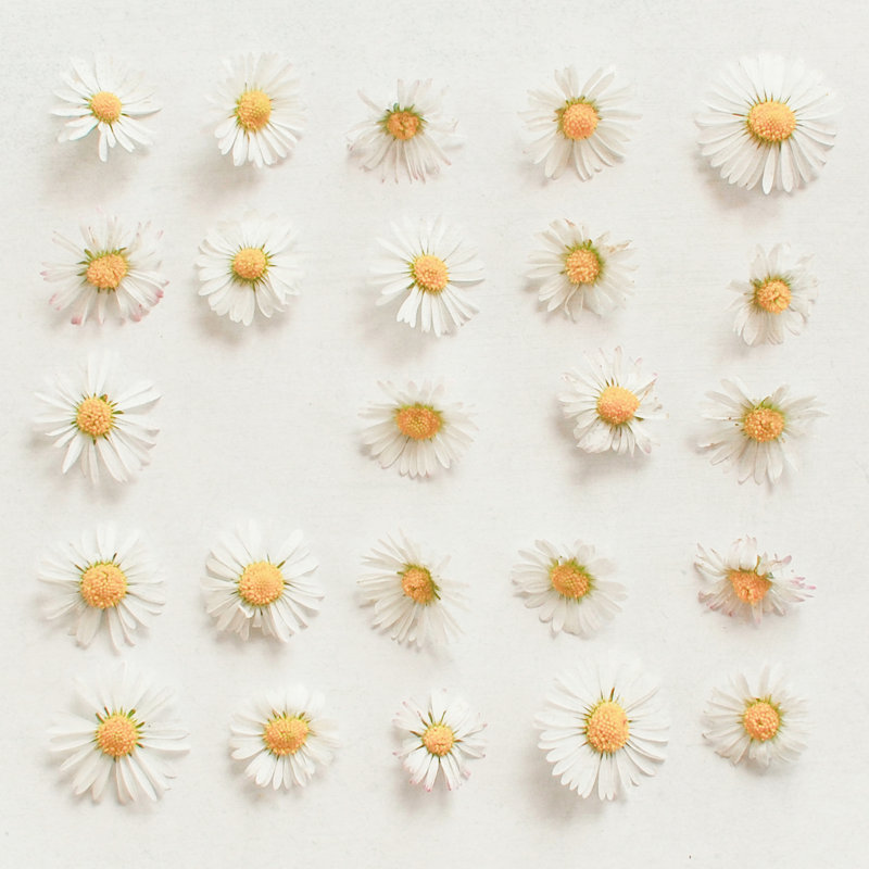 Collection Daisy, H 36 po x l 36 po