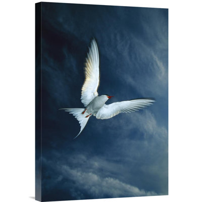 " Arctic Tern Flying, Alaska " Print