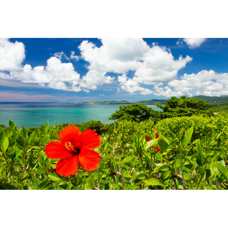 Hibiscus Flower - Wrapped Canvas Print, 61cm H x 91cm W x 3.8cm D