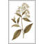 Sweet Preservation 3 Framed Print-1770523757