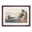 Goosander Ducks by John James Audubon - Picture Frame Art Print-55608767-55608766