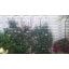 Treillis en métal pour jardin-482841216