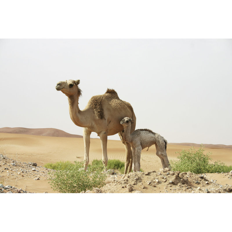 Camel Stands in Desert par Michael Wallis - photographie sur toile tendue, H 32 po x l 48 po