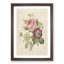 Pink Anemone Rose by Pierre-Joseph Redoute - Picture Frame Painting Print-55583454-55583455
