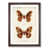 Walnut Framed