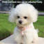 Harnais et laisse pour chien rose S-118161259-118161256