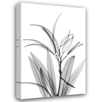Lark Manor™ Koetsier, Albert Gallery Wrapped Canvas Art Titled: Oleander White Seed Pod