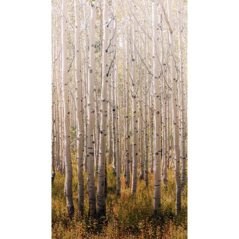 Orom II Collection Tall Trees 62.5-inches wide x 9.18-feet high 3-panel Wall Mural