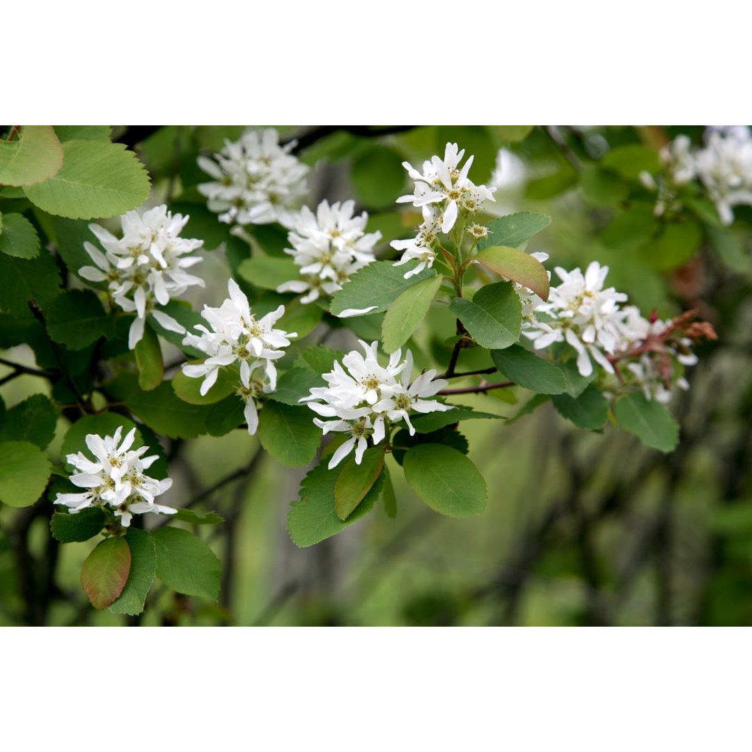 Saskatoon Berry von Murphy_Shewchuk - Druck ohne Rahmen auf Leinwand