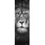 Portrait de lion - Toile encadrée décorative de la faune grise
