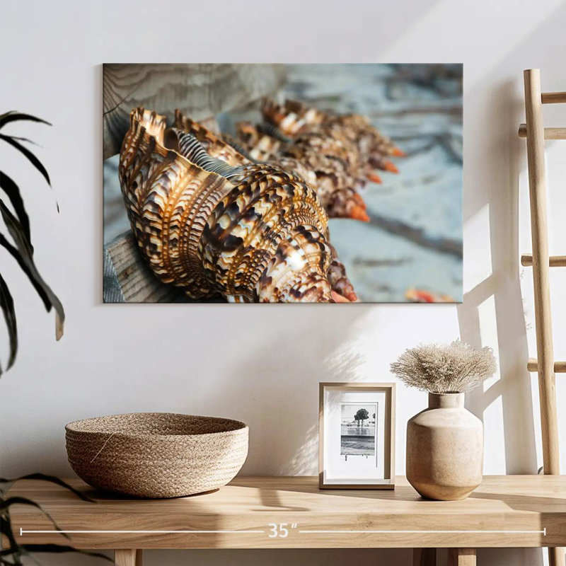 Ocean shells Aletra, H 16 po x l 24 po