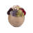 Functional Beauty Sedum Arrangement-114395216
