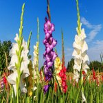 Colorful Mix Gladiolus - 40 Bulbs - Red, Yellow, White, Orange Flowers Attracts Butterflies, Bees & Hummingbirds
