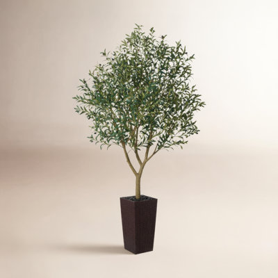 Altera Olive Tree in Decorative Vase