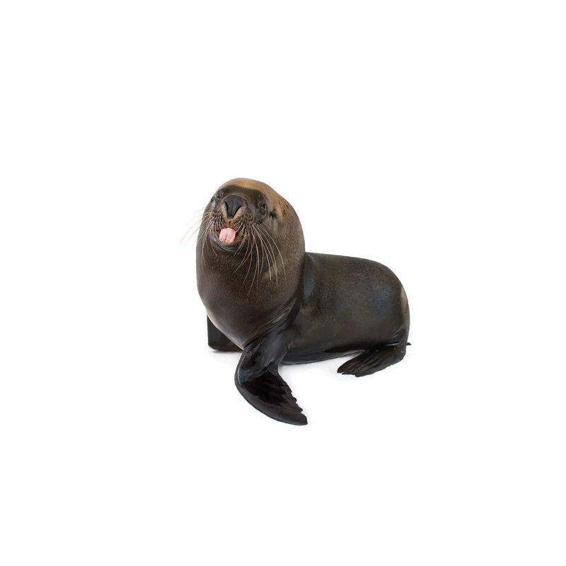 An Endangered, 12-Yr-Old Australian Sea Lion Named Malie, At The Taronga Zoo II by Joel Sartore - Wrapped Canvas Gallery-Wrapped Canvas Giclée